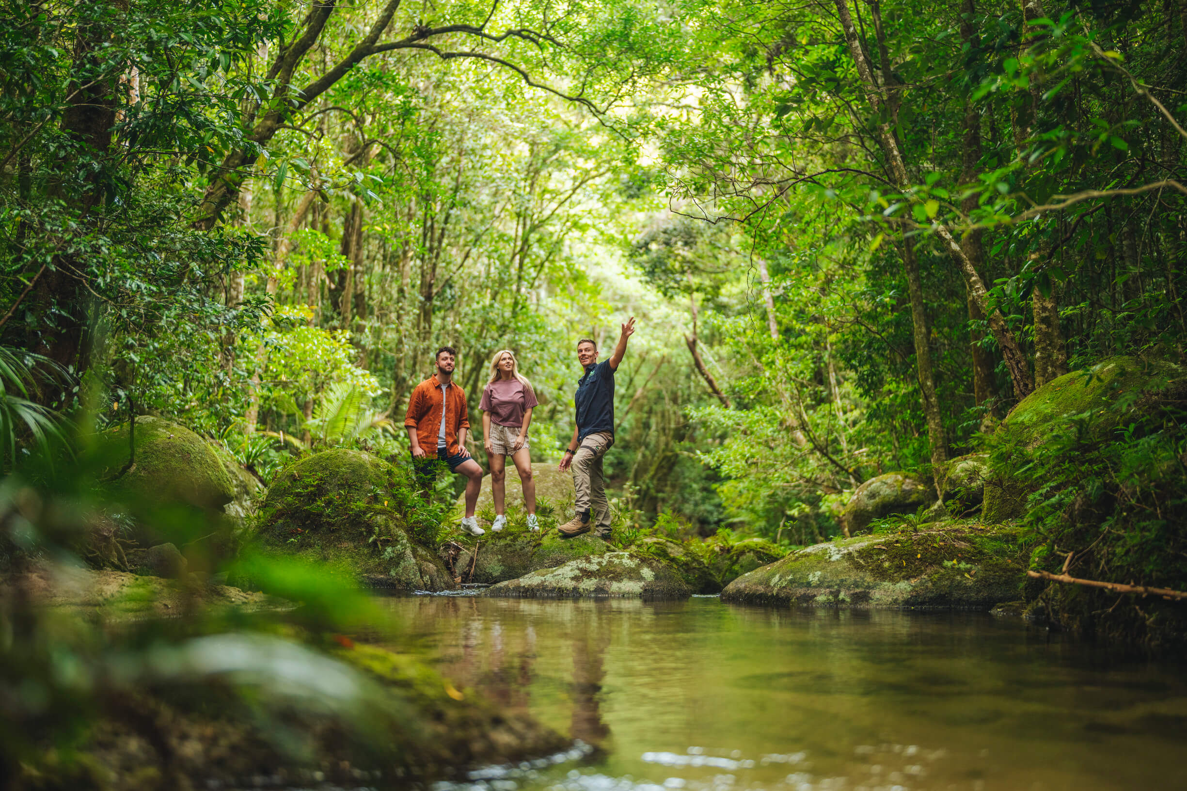 daintree20rainforest2c20queensland Daintree Rainforest