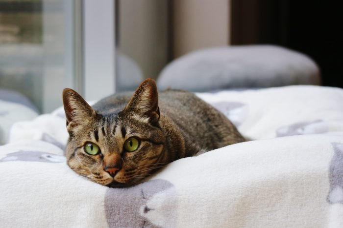 unnamed-77 sự thật thú vị về bang massachusetts