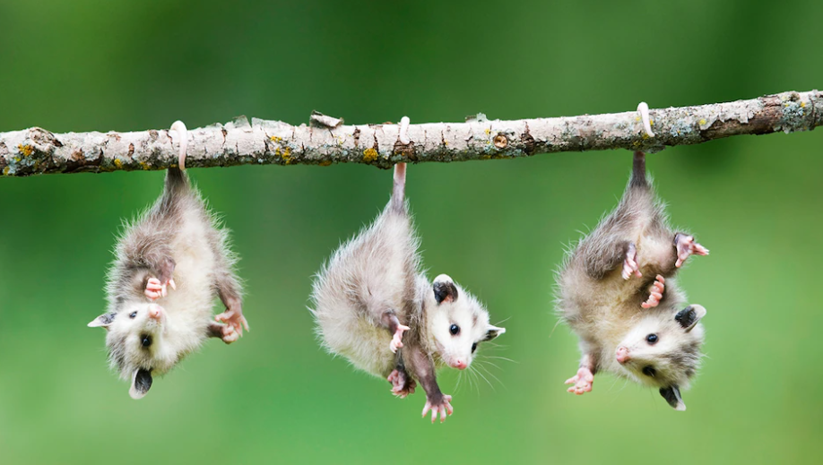 unnamed-859 Tự nhiên